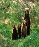 pic for Brown Bears